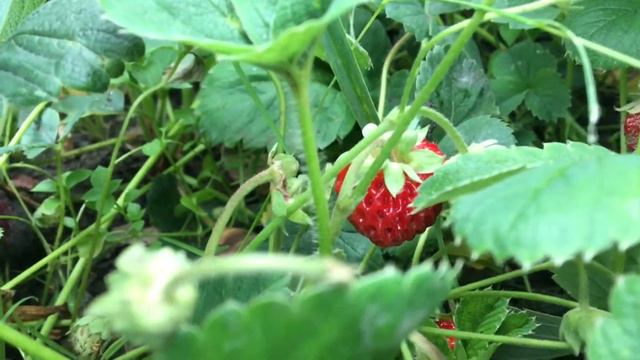 ВЛОГ: дача, где много клубники?? смотреть онлайн