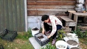 16 сентября 2020г. ПОСАДИЛА КЛУБНИКУ В ЯЩИКИ