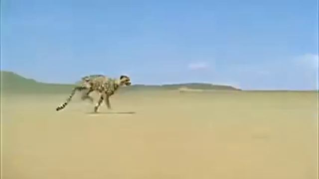 ГЕПАРД