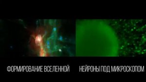 Вселенная и Клетки Мозга