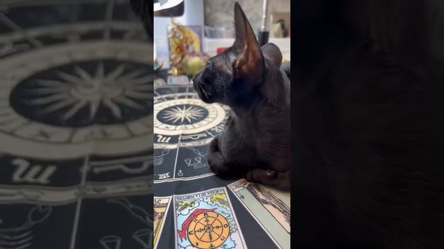 Помощник 😍 Oriental cat 🐈⬛ Dany