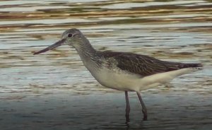 Птицы Новгородской области, кулик Большой Улит, Tringa nebularia, Великий Новгород 18.08.2022