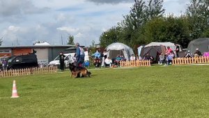 ПП 313 De Orse Mak Flai INGERMANLANDIA / Моно немецких овчарок ПК БРОННИЦЫ 10.08.2024