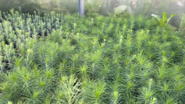 Результат выращивания сеянцев хвойных пород (однолетки) смотреть онлайн