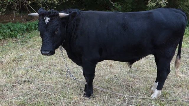 Быки - Гангстеры: В память и с благодарностью смотреть онлайн