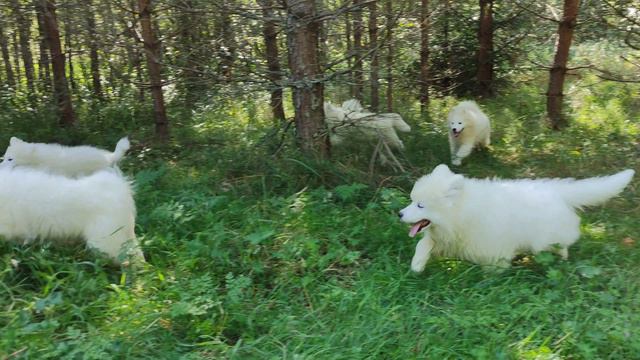 Щеночки самоеда