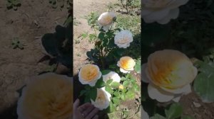 Роза Джульетта ( Д.Остин)