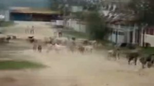 Огромная стая собак,бегают и бегают