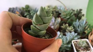 Почему суккулент тянется. Что с этим делать. Какие суккуленты склонны к вытягиванию