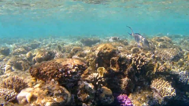 Коралловый Риф - Jolie Ville Golf Resort 5* часть2 #ПодводныйМир #КоралловыйРиф #JolieVilleGolf смотреть онлайн