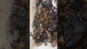 Пчёлы - как инопланетяне на земле