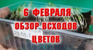 6 февраля. Обзов всходов цветов.