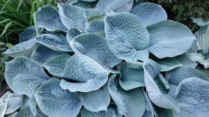 хоста Big Daddy