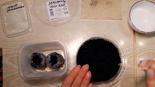 КАК вырастить ЗЕМЛЯНИКУ из семян!?( ремонтантная земляника)
