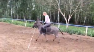 Верховая езда на осле (Riding on a donkey)