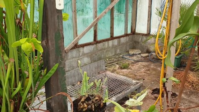 Nepenthes spathulata смотреть онлайн