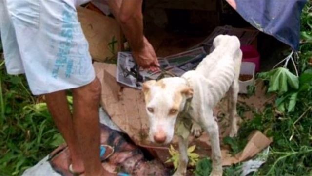 Тощий раненый пес, брошенный в лесу, не прекращая выл от боли и голода. Животное было на грани смотреть онлайн