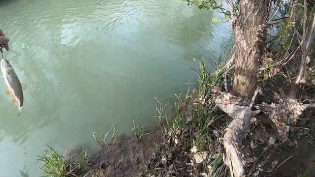 ГОЛАВЛЬ ВЕЧЕРОМ...#fishing #fish #рыбалка #голавль #hungry_fish #youtube #gopro #chubby смотреть онлайн