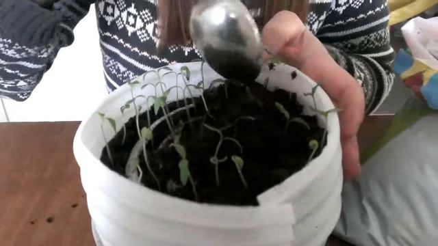рассада томатов. если рассада вытянулась , что делать?
