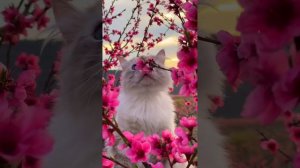 Кошки в цветах)