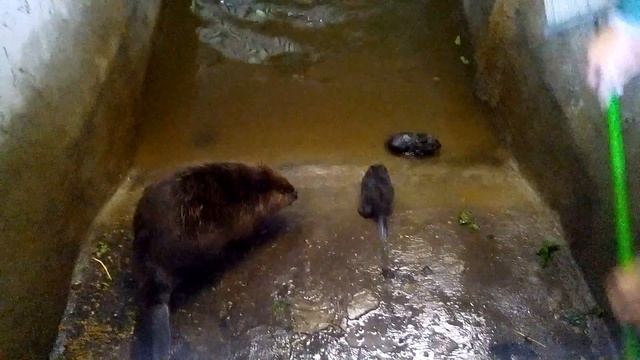 Бобры.Биосферный заповедник Воронежская область смотреть онлайн