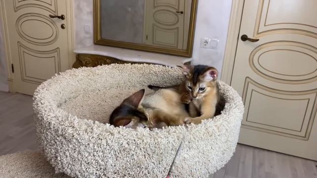 Абиссинский котенок / Абиссинский кот / Питомник