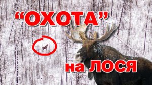 "Охота" на лося.