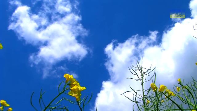 Рапс RELAX смотреть онлайн