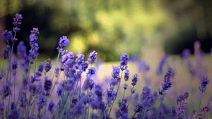 Медитация Благодарности Родителям