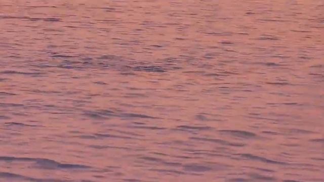 Дельфины, Красное море смотреть онлайн