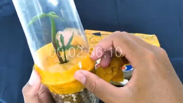  UNBOXING TANAMAN !   SYNGONIUM PINK SPLASH TANAMAN BELI ONLINE DI INSTAGRAM