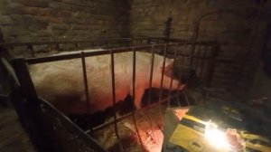 Мандаринка + Макстер 304 ( мясники )//Препарат (эстрофан)  для стимуляции свиноматки. Свиноводство.