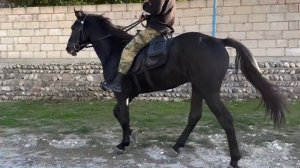 Обзор на жеребца. Иноходец | Александр Обжерин