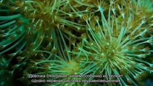 Значение имени Эмилия. Толкование, судьба, характер