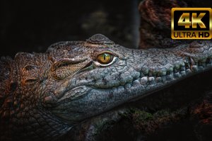 Высококачественное видео HDR 4K ULTRA HD 120 кадров в секунду