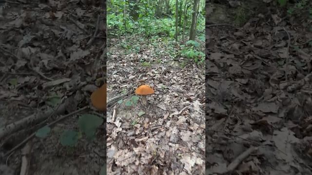 #грибы#подосиновики#?? смотреть онлайн