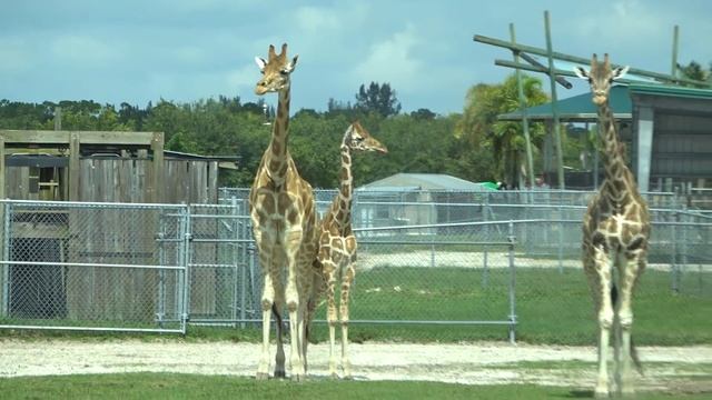 VLOG Выпускной день в Американском детском саду - Диана, Рома и Настя смотреть онлайн