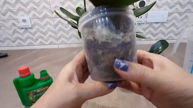 Шикарное цветение орхидеи Violet Queen. Тестирую био- активатор роста Bona Forte. смотреть онлайн