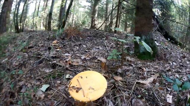 Лес в Подмосковье.Чага березовая..Непогода не испортила хорошее настроение. смотреть онлайн