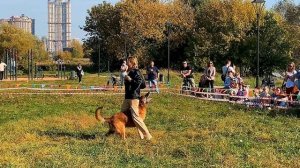 Танец с собакой породы малинуа