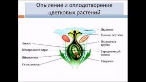 Половое размножение растений. Биология 6 класс.