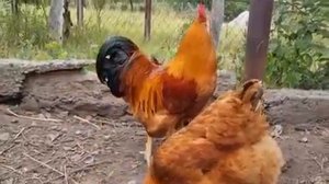 Порода курей Нью-Гемпшир