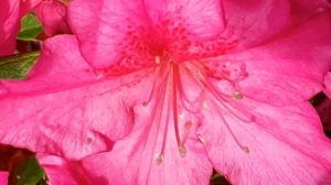 Bumblebee Foraging Vibrant Pink Azalea Flowers