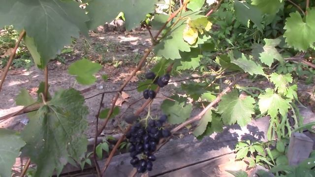 Виноград в Сибири. Сорта смотреть онлайн