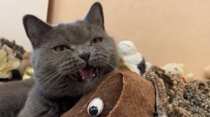 Шипа смешно мяукает | British cat meows