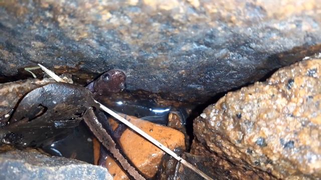 Salamandra-lusitânica (Chioglossa lusitanica) numa mina de água 3 смотреть онлайн