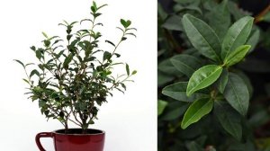 Brew-Tea-Ful tea plant