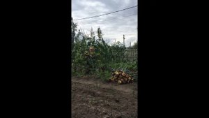 Урожай ярового лука 2020