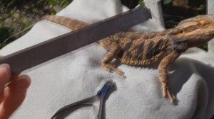 Можно ли стричь бородатым агамам когти?