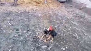 петушонный бой